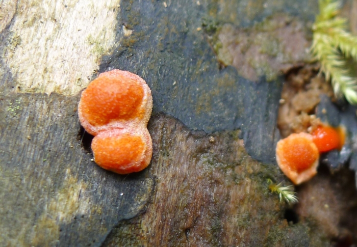 Крепидот киноварно-красный - crepidotus cinnabarinus