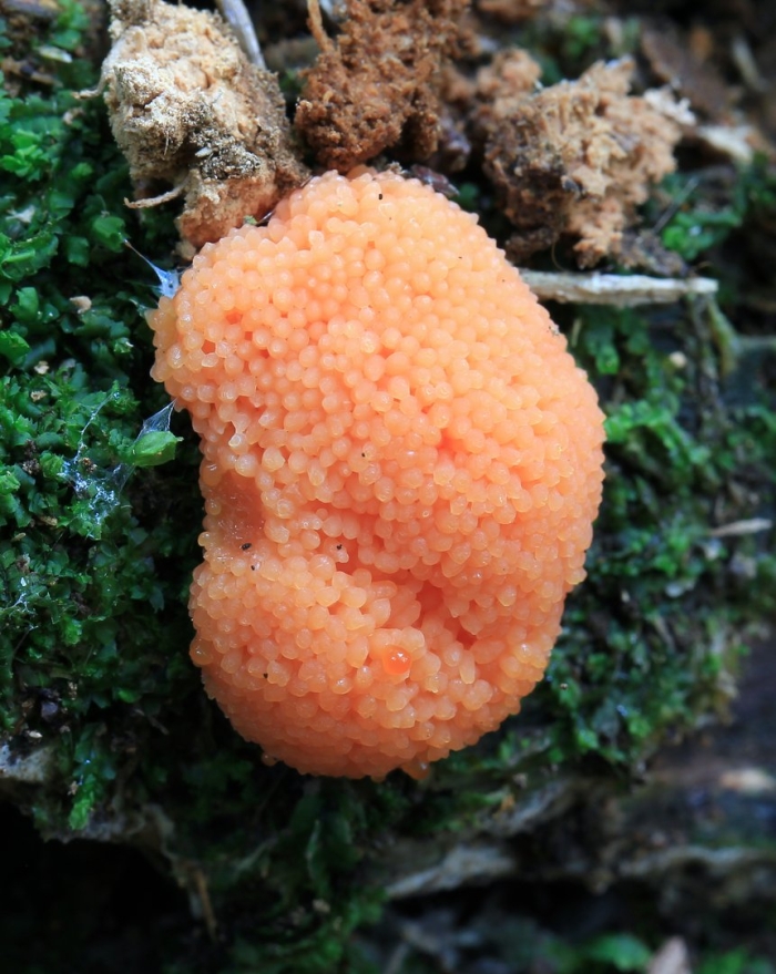 Гриб слизевик плазмодий