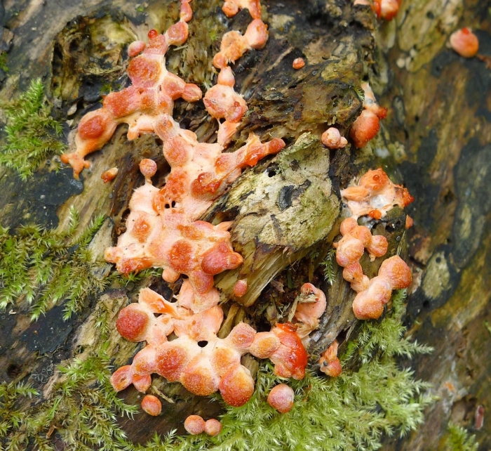 Peniophora albobadia