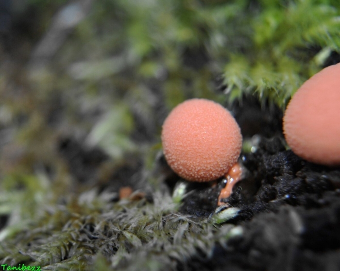 Lycogala conicum