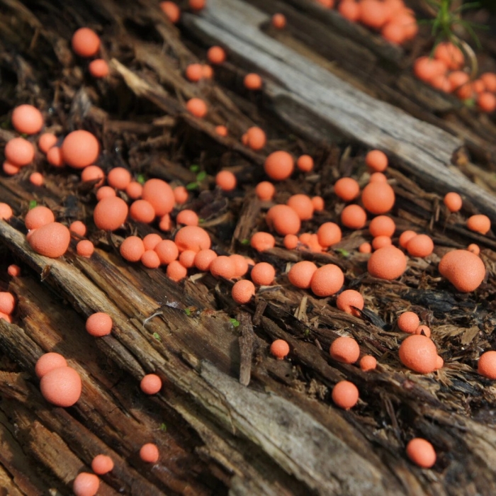 Слизевик ликогала