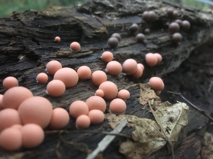 Lycogala epidendrum