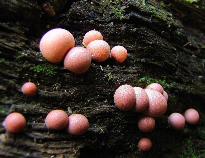 Ликогала древесинная