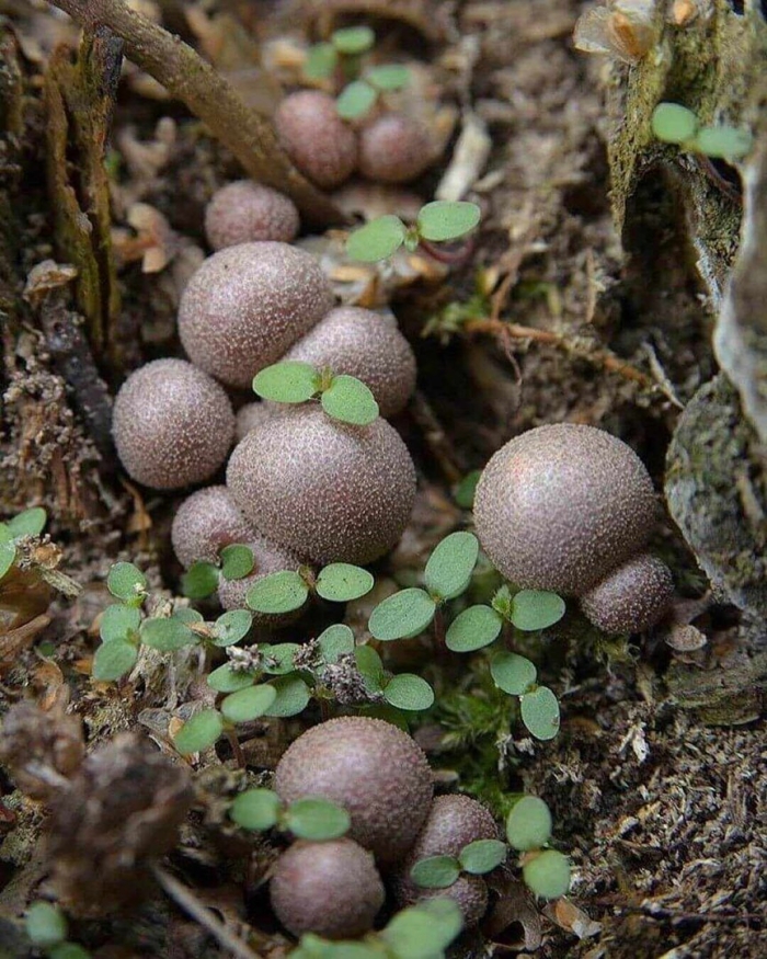 Lycoperdon pyriforme