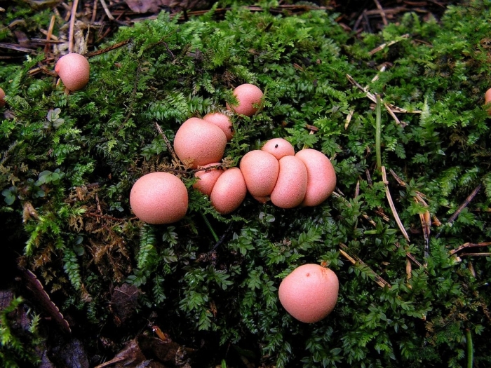 Слизевик ликогала