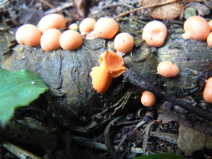 Ликогала древесинная