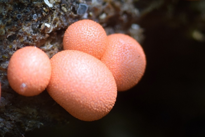 Плазмодий lycogala epidendrum
