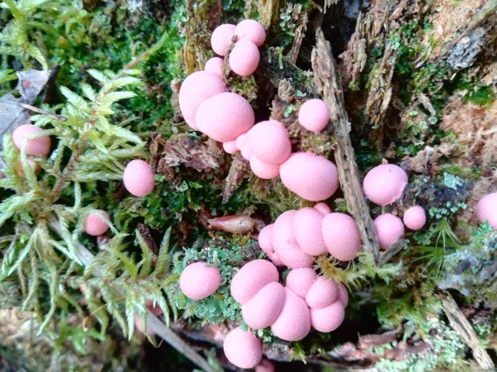 Гриб розовый
