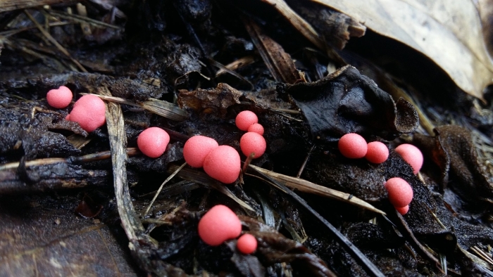 Lycogala epidendrum