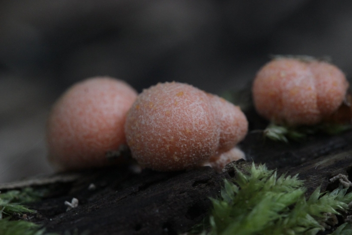 Миксомицет ликогала