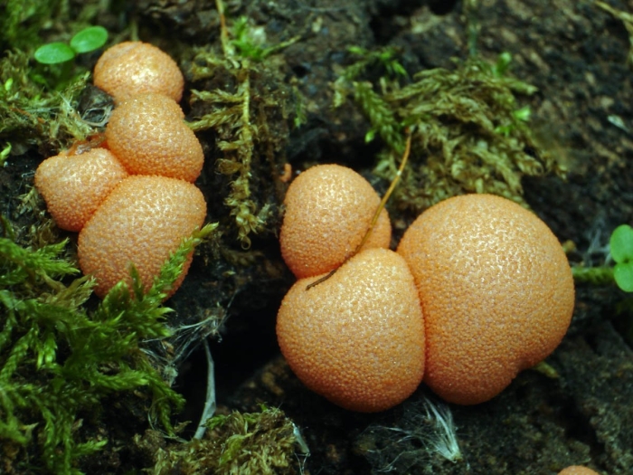 Гриб ликогала древесинная