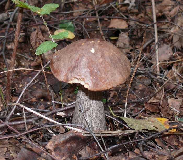 Подберезовик обыкновенный гриб