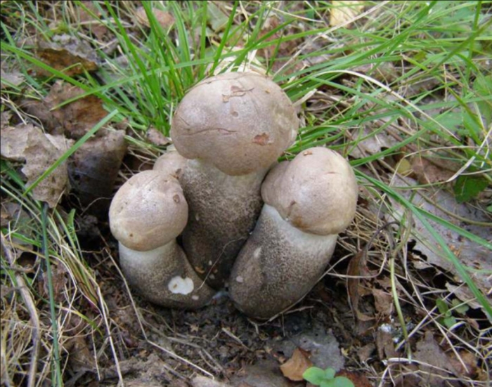 Подберёзовик твердоватый leccinum duriusculum