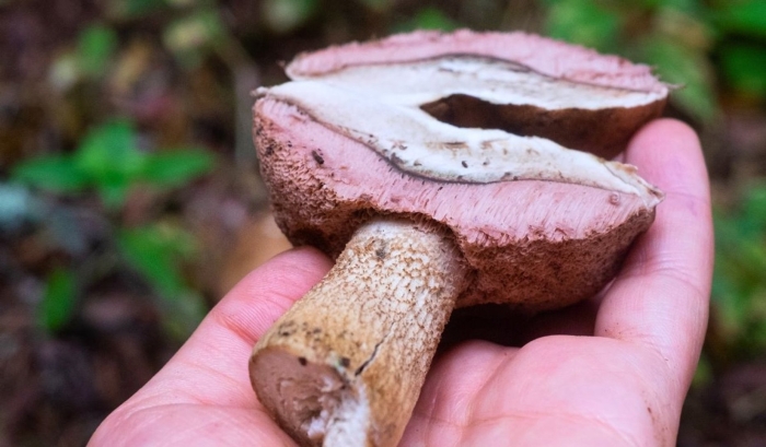 Горькие грибы