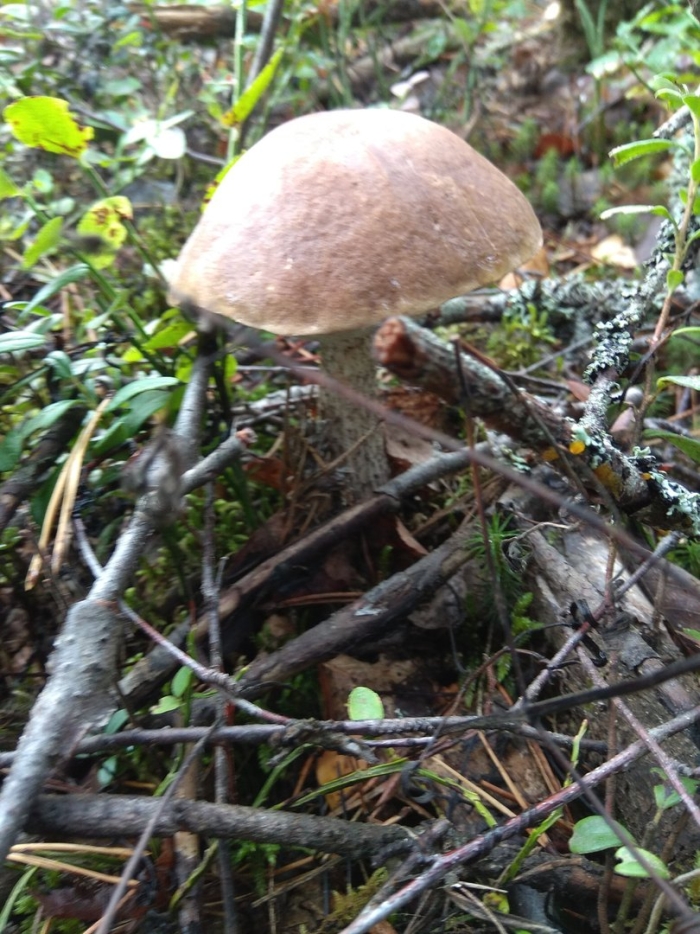 Подберезовик обыкновенный