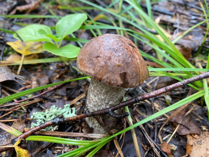 Гриб подберезовик