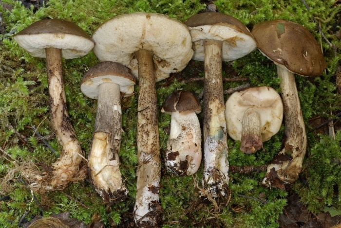 Подберезовик ложный