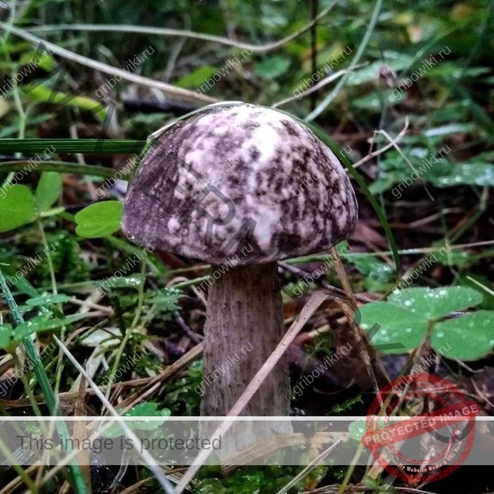 Подберезовик черноголовик