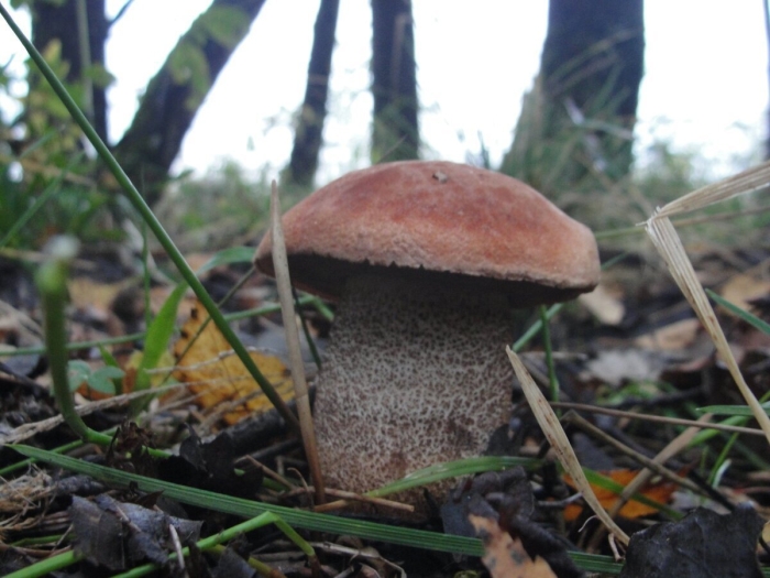 Ложный подосиновик гриб