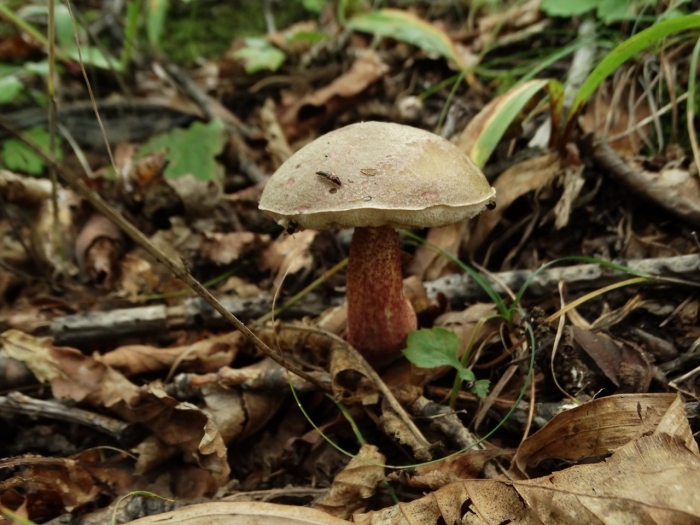 Обабок окрашенноногий