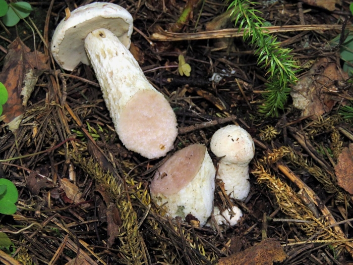 Подосиновик белый (leccinum percandidum)