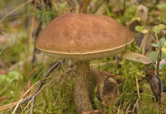 Подберезовик обыкновенный гриб