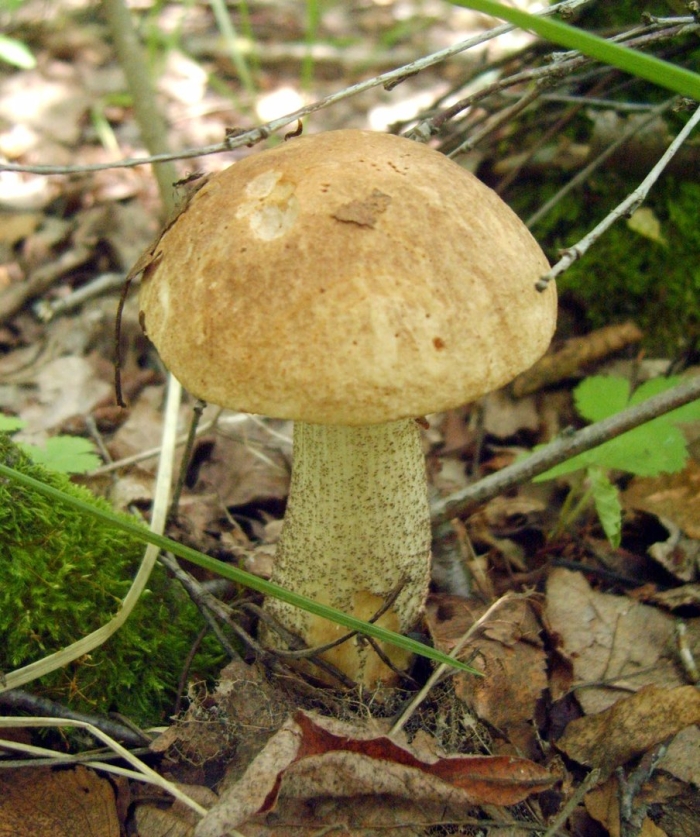 Гриб подберезовик