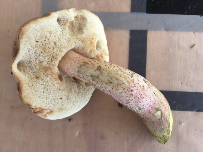 Обабок окрашенноногий