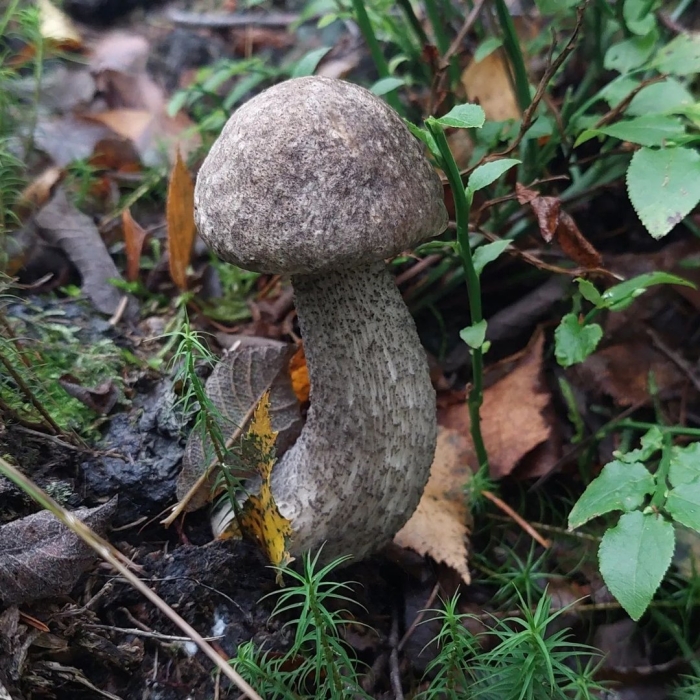 Подберёзовик серый (грабовик)