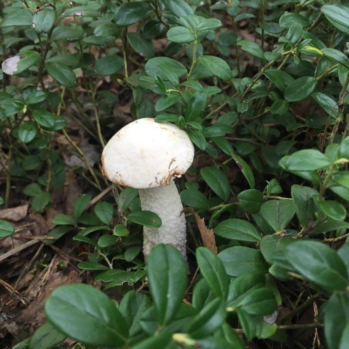 Осиновик подосиновик белый