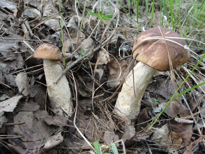 Подосиновики и подберезовики