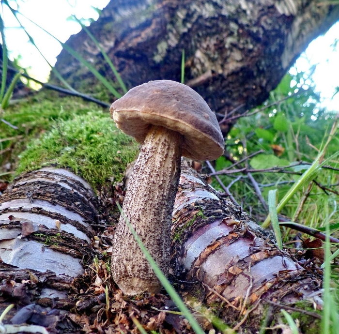 Подберёзовик гриб