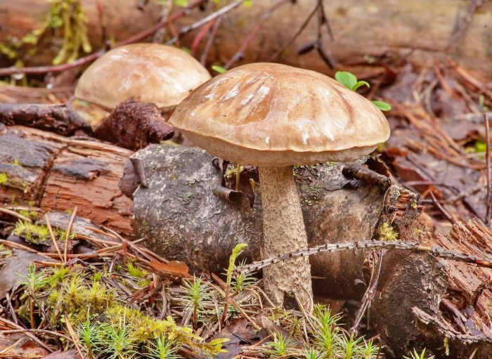 Подберезовик обыкновенный