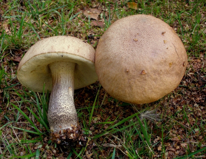 Подберёзовик твердоватый leccinum duriusculum