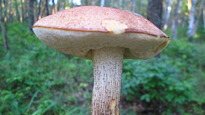 Гриб подосиновик