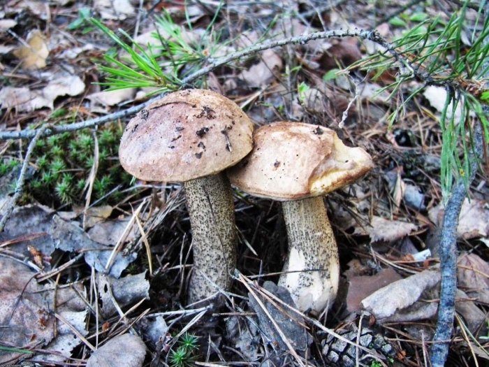 Подберезовик обыкновенный (обабок)