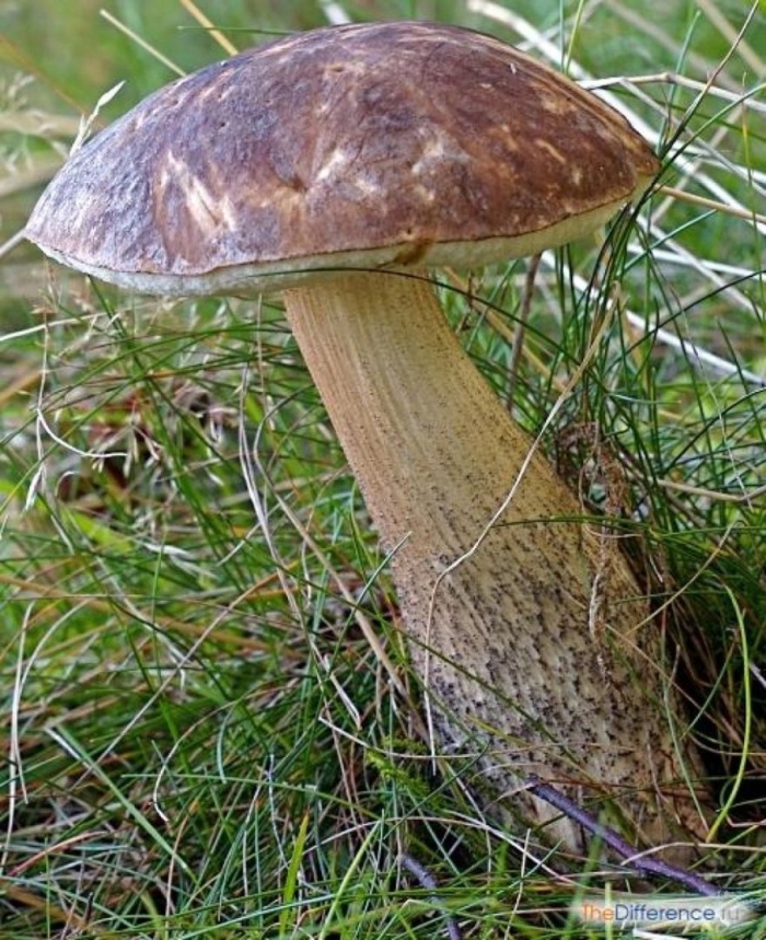 Ложный подберёзовик