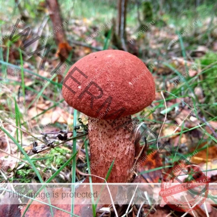 Подосиновик красноголовик