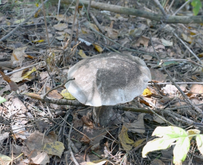 Рядовка серая tricholoma portentosum.