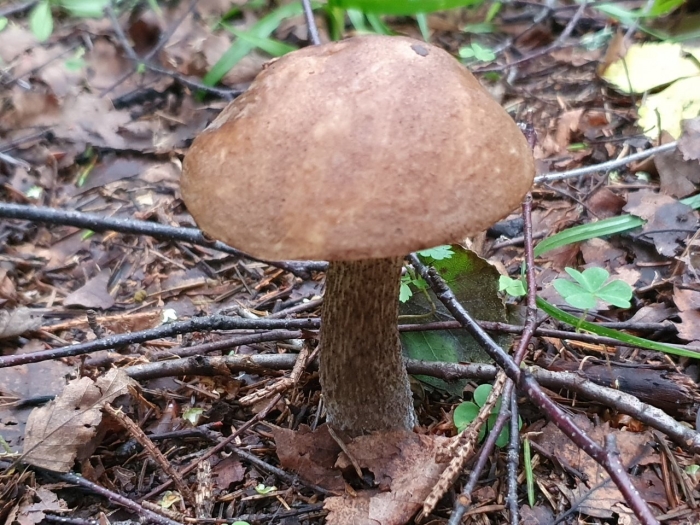 Обабок гриб великан