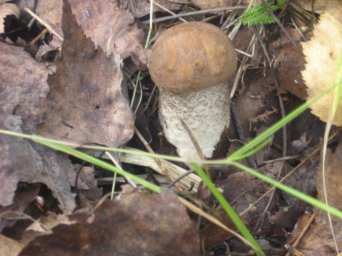 Подберезовик твердоватый