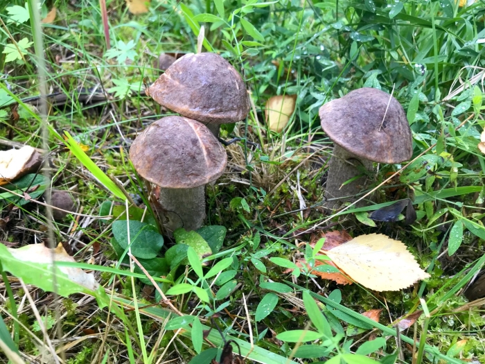 Обабок розовеющий