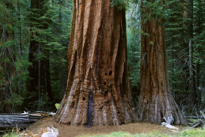 Генерал шерман дерево