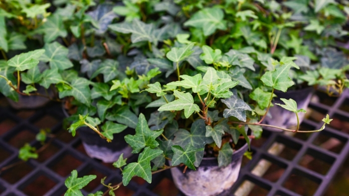 Плющ обыкновенный hedera helix