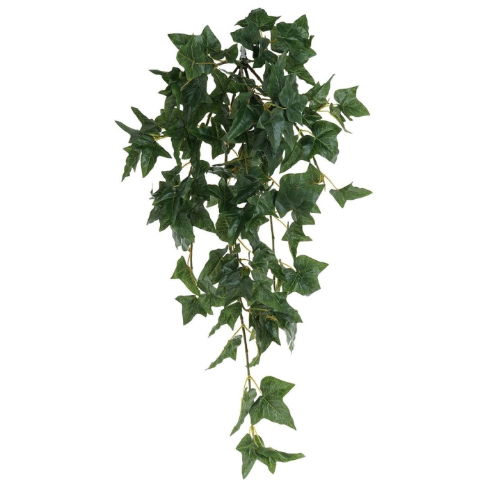 Плющ ампельный