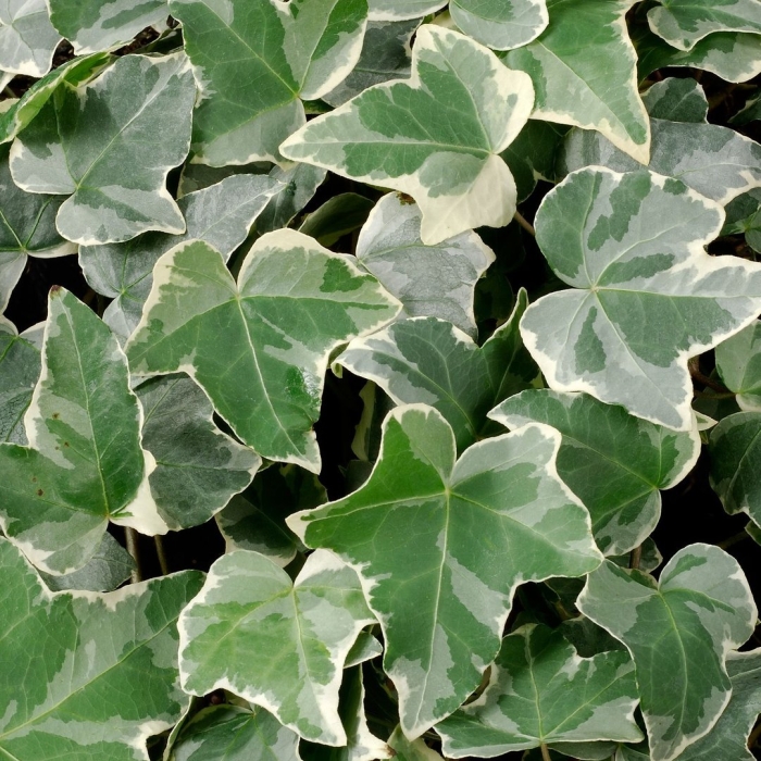 Hedera helix 'glacier'