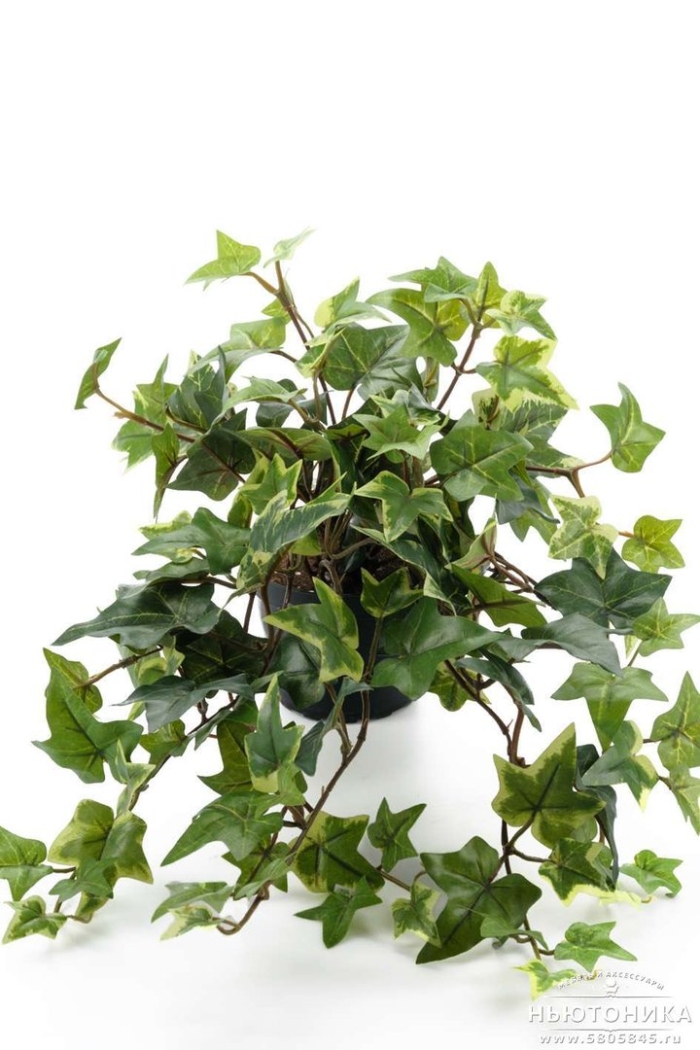 Плющ обыкновенный комнатный