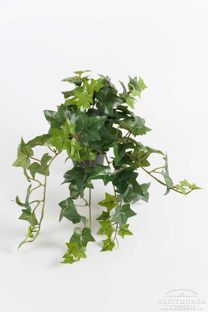 Плющ обыкновенный «mini white wonder»