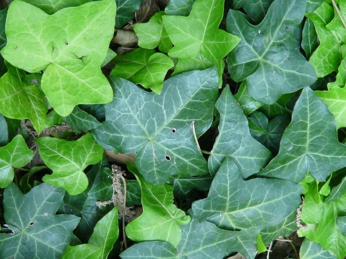 Плющ hedera helix