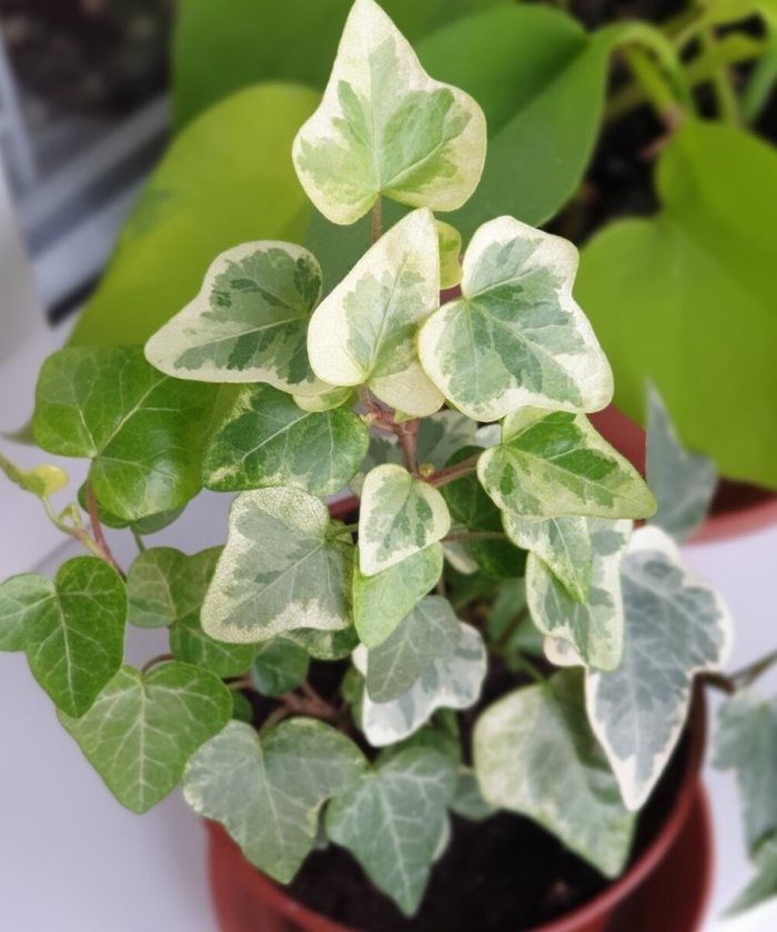 Плющ комнатный